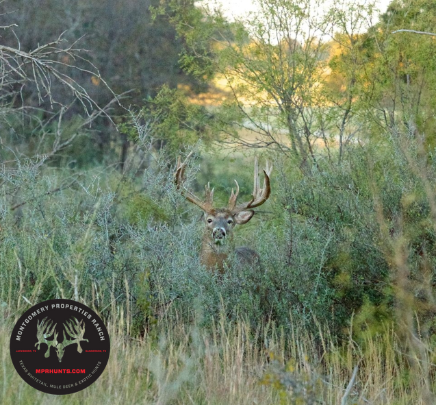 Trophy Texas Whitetails